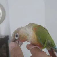 گرینچیک دستی و خانگی