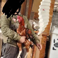 خروس لاری نصل دار|حیوانات مزرعه|رباط‌کریم, رباط‌کریم|دیوار