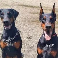 دوبرمن اروپای