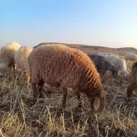 شیشک زاییده وآبستن|حیوانات مزرعه|مرادلو, |دیوار