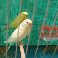 یک جفت پرنده با قفس ۴۰۰