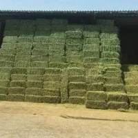 خریدار یونجه