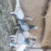 فروش کبوتر المانی موقعیت کاشمر|پرنده|مشهد, هفده شهریور|دیوار