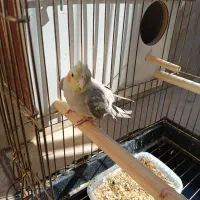 عروس هلندی جفت نر و ماده با جوجه