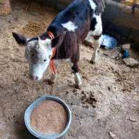 گوساله سیمینتال نر|حیوانات مزرعه|آق قلا, |دیوار