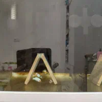 دلقک ماهی خاص برای  آکواریوم  آب‌شور|ماهی|سیرجان, |دیوار