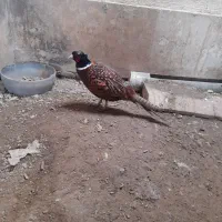 مرغ و خروس امریکایی