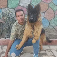 آموزش سگ پانسیون سگ