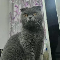 گربه ماده اسکاتیش