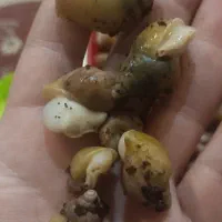 حلزون آلبینو . آچیتا|خزنده|قرچک, میرزائی جنوبی|دیوار