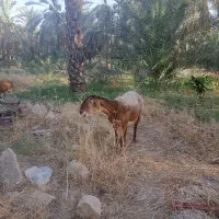 فروش میش