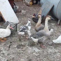 قوغاز افریقایی اردک روسی اسرائیلی نر جوان سنگین