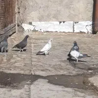 پرنده گمشده