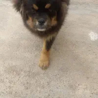 سگ مشکی و طلایی