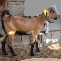 بز داشتی|حیوانات مزرعه|بوشهر, |دیوار