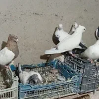 کبوتر|پرنده|رزن, |دیوار