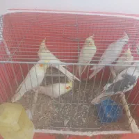 تعدادی جوجه عروس