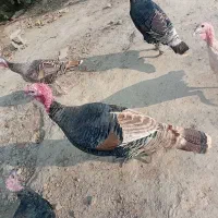 بوقلمون نروماده|حیوانات مزرعه|گنبد کاووس, |دیوار