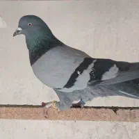 کفترپرشی|پرنده|گرگان, |دیوار