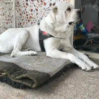 آلابای غول پیکر|سگ|تهران, دارآباد|دیوار