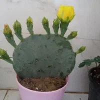 گل کاکتوس.|گل و گیاه طبیعی|مشهد, شهرک بهارستان|دیوار