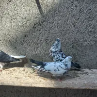 کفتر پرشی