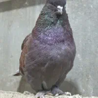 کبوتر سرخ
