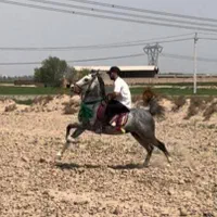 فروش اسب