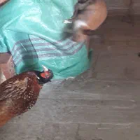 فروش بچه خرگوش سالم دوماهه|موش و خرگوش|نکا, |دیوار