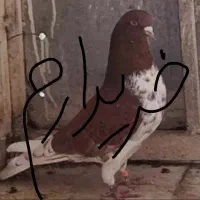 پرنده .‌ کبوتر. قرچک. ورامین