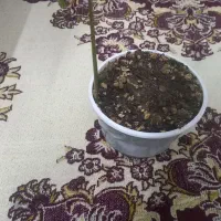 نهال انبه|گل و گیاه طبیعی|کاشان, فاز ۲ ناجی آباد|دیوار