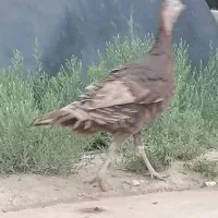 بوقلمون محلی