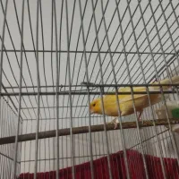 قناری نر  طلای