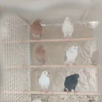 کبوتر پرشی زیبا