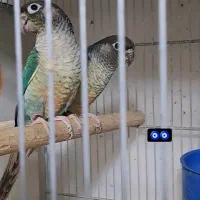 گیرنچیک مولد گرین چیک فروش کلی|پرنده|کرج, شاهینویلا|دیوار