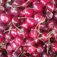 گیلاس تکدانه