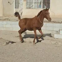 کره نریان یکسر مصری|اسب و تجهیزات اسب‌سواری|الوند, |دیوار