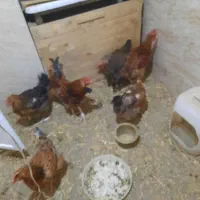 مرغ و خروس محلی