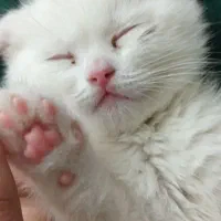 گربه اسکاتیش فولد|گربه|بیرجند, |دیوار