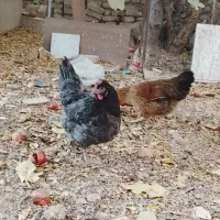 مرغ بومی|حیوانات مزرعه|اصفهان, بابوکان جنوبی|دیوار