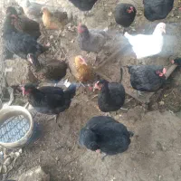 مرغ تخم گذار