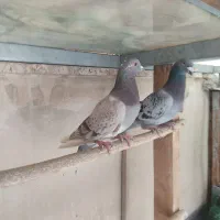 کفتر پلاکی و مسافتی اصیل و کله سبز و پاکستانی|پرنده|فردیس, شهرک شهید حسینی|دیوار