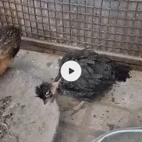 جوجه مرغ محلی نهبندان