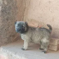 توله سرابی اصیل