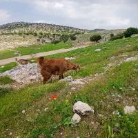 قصابی|حیوانات مزرعه|رومشکان, |دیوار