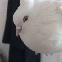 دو جفت کبوتر سفید چش زرد یک جفت چش سیاه