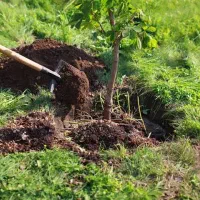 فروش کود حیوانی درجه ۱ ( گاو زور )