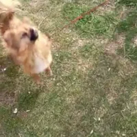 پت خونگی|سگ|همدان, |دیوار