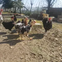 مرغ گلین|حیوانات مزرعه|رشت, پسیخان|دیوار