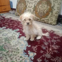 واگذاری توله شیتزو نروپامرروباهی ماده